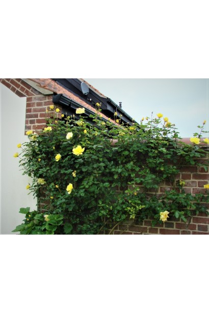 Троянда плетиста Голден Шауерс стіна